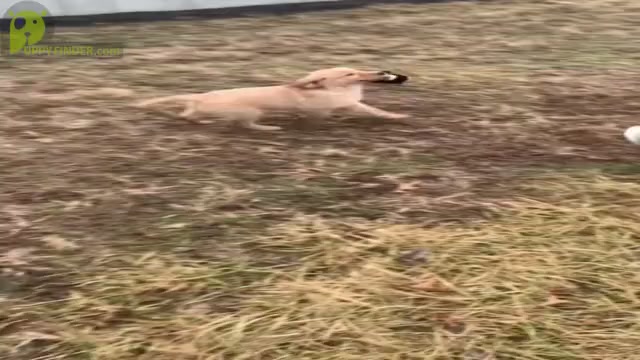 Video preview image #10 Golden Retriever Puppy For Sale in WARSAW, IN, USA