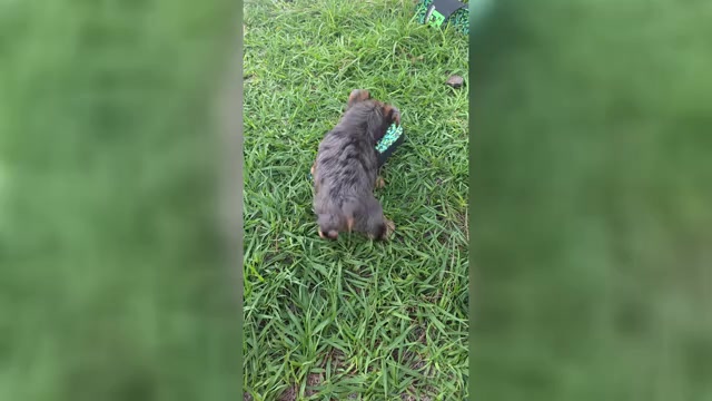 Video preview image #1  Breeder Profile in HAINES CITY, FL, USA