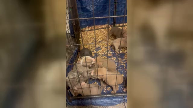 Video preview image #2 American Bully Puppy For Sale in LAKE STATION, IN, USA