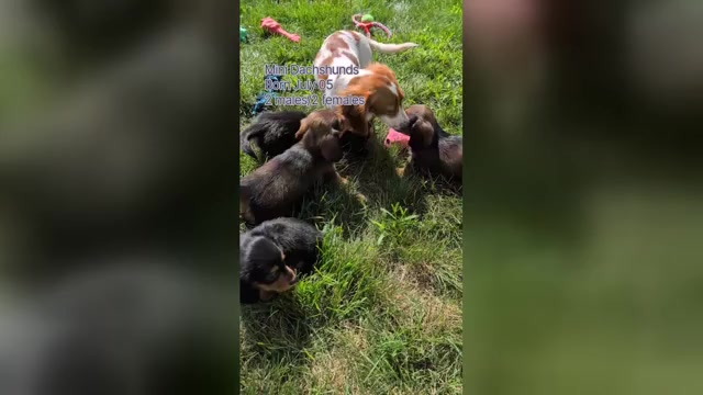 Video preview image #2 Dachshund Puppy For Sale in GOSHEN, IN, USA