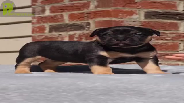 Video preview image #1 American Bulldog Puppy For Sale in ATLANTA, GA, USA