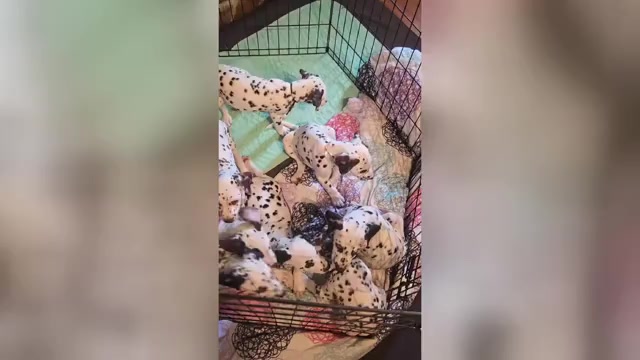 Video preview image #3 Dalmatian Puppy For Sale in GREENVILLE, SC, USA