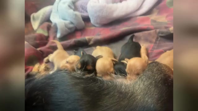 Video preview image #1 Yorkie Pin Puppy For Sale in NEWPORT NEWS, VA, USA