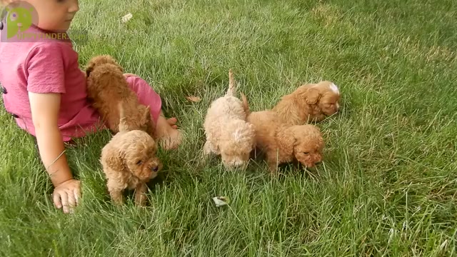 Video preview image #1 Cavapoo Puppy For Sale in MILLERSBURG, OH, USA