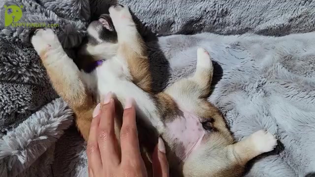Video preview image #2 Shiba Inu Puppy For Sale in SOMERSWORTH, NH, USA