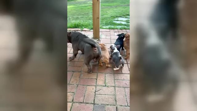 Video preview image #1 American Bully Puppy For Sale in CLEVELAND, NC, USA