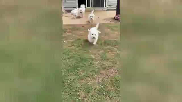Video preview image #1 Bichon Frise Puppy For Sale in PELZER, SC, USA
