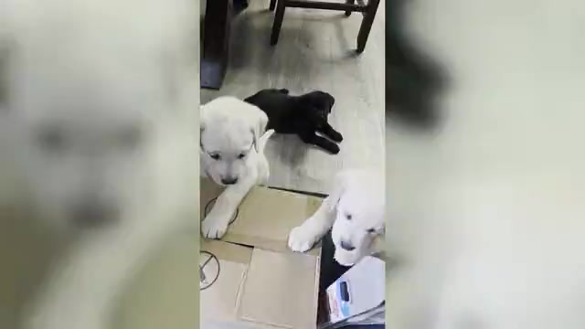 Video preview image #4 Labrador Retriever Puppy For Sale in VICTORVILLE, CA, USA