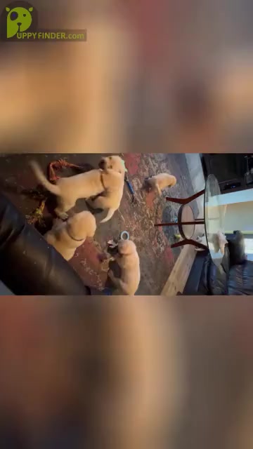 Video preview image #7 Labrador Retriever Puppy For Sale in RANTOUL, IL, USA