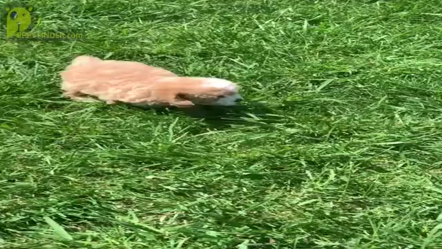 Video preview image #10 Poodle (Toy) Puppy For Sale in WARSAW, IN, USA