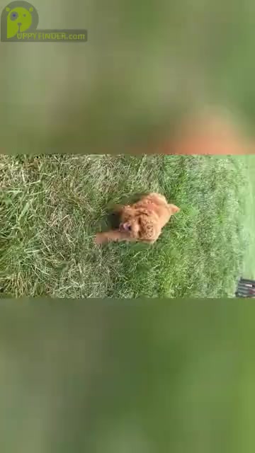 Video preview image #26 Poodle (Miniature) Puppy For Sale in WARSAW, IN, USA