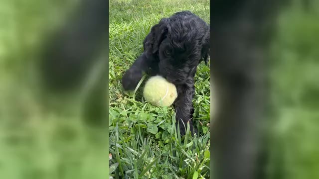 Video preview image #4 Goldendoodle Puppy For Sale in MATTHEWS, NC, USA