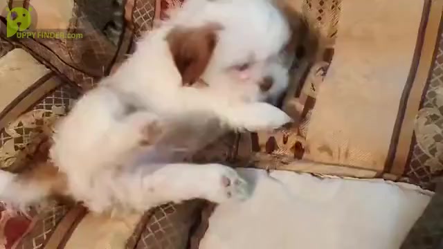 Video preview image #3 ShihPoo Puppy For Sale in FARMINGTON, AR, USA
