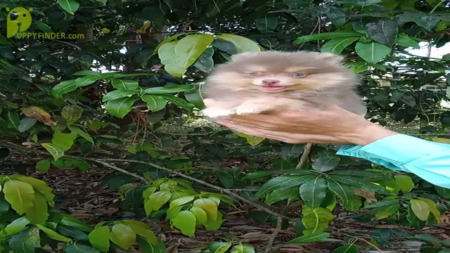 Video preview image #1 Pomeranian Puppy For Sale in WEST PALM BEACH, FL, USA