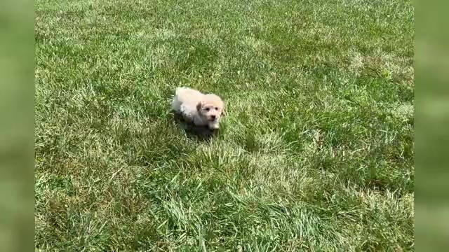 Video preview image #1 Goldendoodle (Miniature) Puppy For Sale in WARSAW, IN, USA