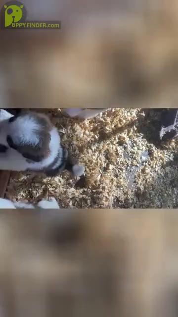 Video preview image #1 Saint Bernard Puppy For Sale in PAPILLION, NE, USA