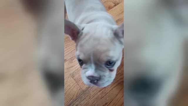 Video preview image #5 French Bulldog Puppy For Sale in MOSS BEACH, CA, USA