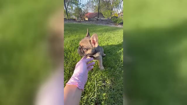 Video preview image #9 French Bulldog Puppy For Sale in SUNNYSIDE, WA, USA