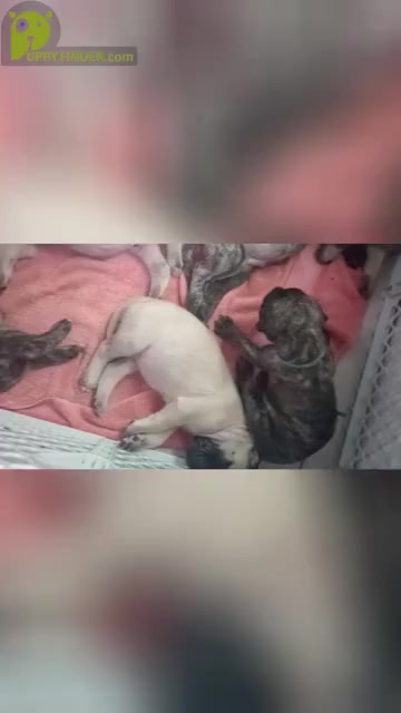 Video preview image #1 Mastiff Puppy For Sale in TENN COLONY, TX, USA