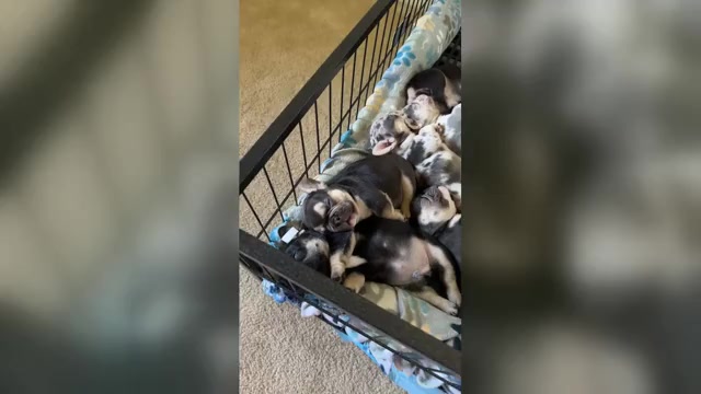 Video preview image #1 French Bulldog Puppy For Sale in GREENVILLE, SC, USA
