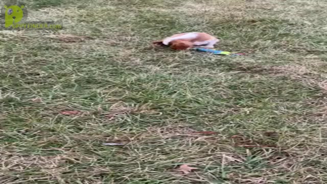 Video preview image #12 Cavalier King Charles Spaniel Puppy For Sale in WARSAW, IN, USA