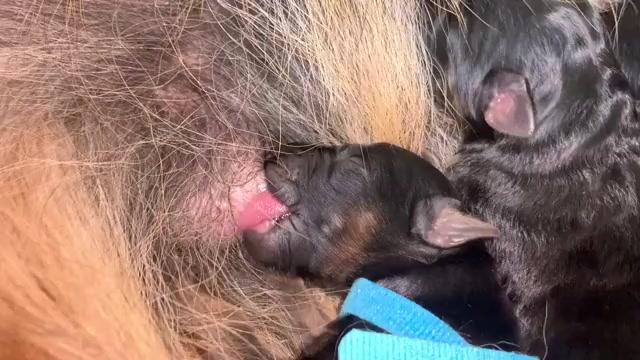 Video preview image #1  Breeder Profile in PINON HILLS, CA, USA