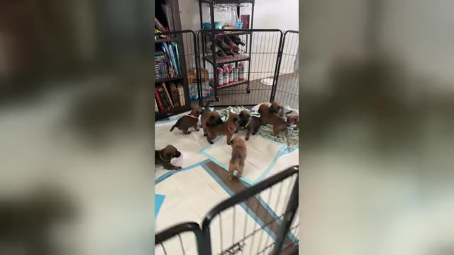 Video preview image #1 Malinois Puppy For Sale in BUCKEYE, AZ, USA