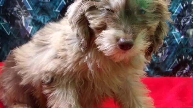 Video preview image #1 F2 Aussiedoodle Puppy For Sale in PATERSON, NJ, USA