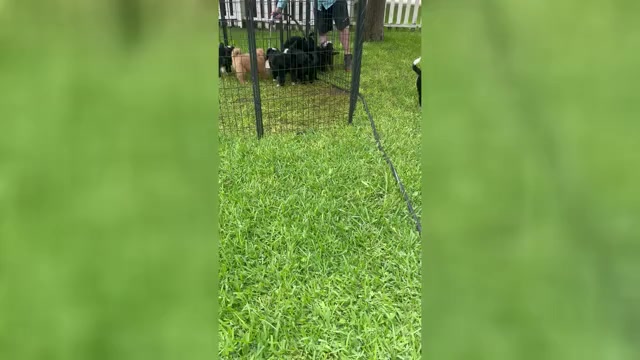 Video preview image #1 Bernedoodle Puppy For Sale in BUFFALO GAP, TX, USA