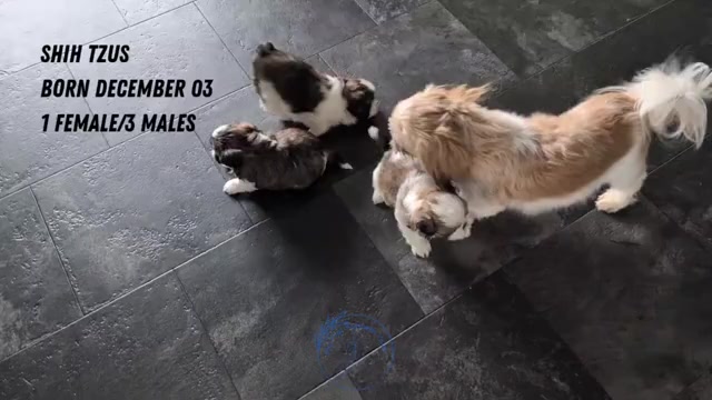 Video preview image #1 Shih Tzu Puppy For Sale in GOSHEN, IN, USA
