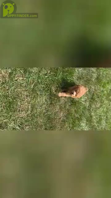 Video preview image #35 Poodle (Miniature) Puppy For Sale in WARSAW, IN, USA