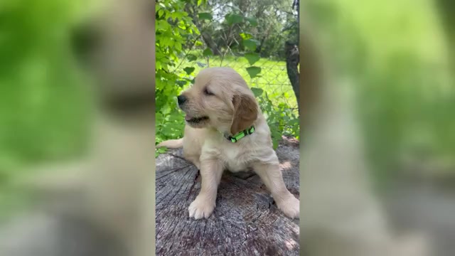 Video preview image #7 Golden Retriever Puppy For Sale in SAN MARCOS, TX, USA