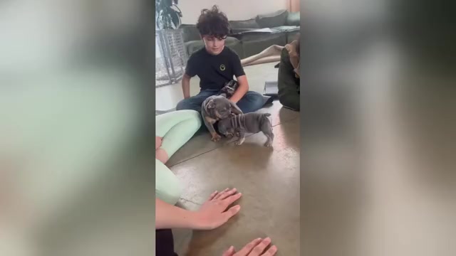 Video preview image #5 English Bulldog Puppy For Sale in SANTA MONICA, CA, USA