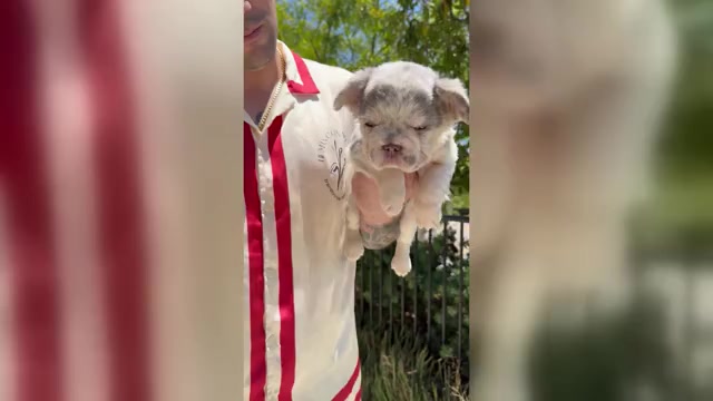 Video preview image #4 French Bulldog Puppy For Sale in SAN DIEGO, CA, USA