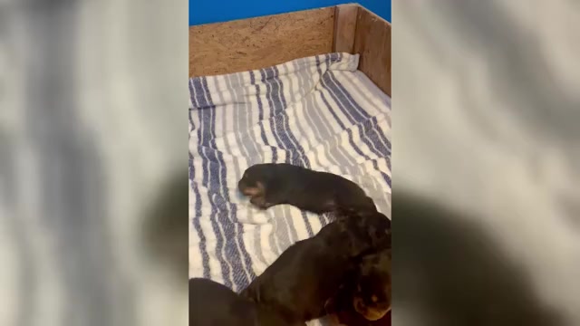 Video preview image #1 Rottweiler Puppy For Sale in BULLS GAP, TN, USA