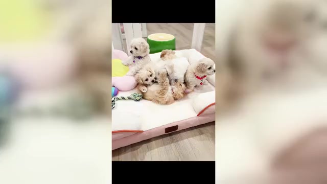 Video preview image #1 Maltipoo Puppy For Sale in SPARTANBURG, SC, USA