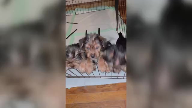 Video preview image #1 Yorkshire Terrier Puppy For Sale in PALATKA, FL, USA