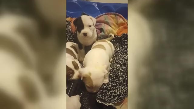 Video preview image #2 American Bully Puppy For Sale in FRIDLEY, MN, USA