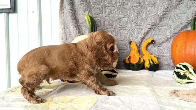 Video preview image #1 Cocker Spaniel Puppy For Sale in WAKARUSA, IN, USA