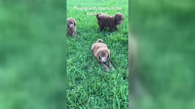 Video preview image #1 Goldendoodle Puppy For Sale in CANTON, TX, USA