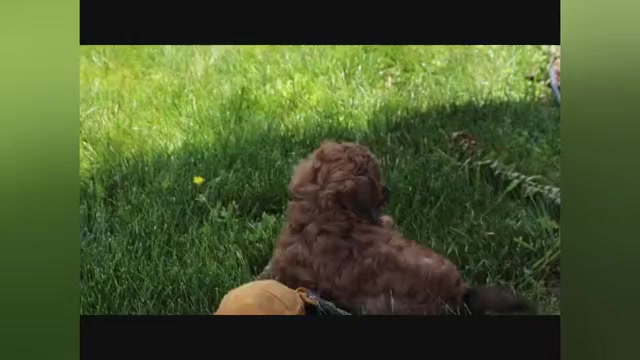 Video preview image #3 ShihPoo Puppy For Sale in CANTON, OH, USA