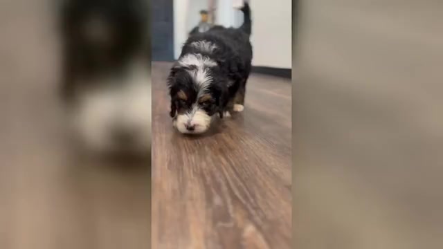 Video preview image #1 Bernedoodle-Poodle (Standard) Mix Puppy For Sale in MENIFEE, CA, USA