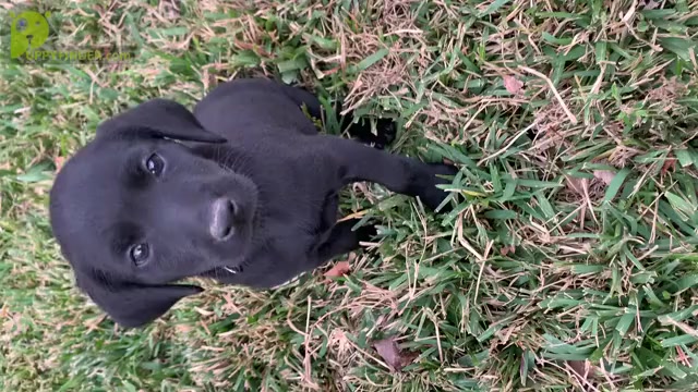 Video preview image #10 Labrador Retriever Puppy For Sale in TYLER, TX, USA