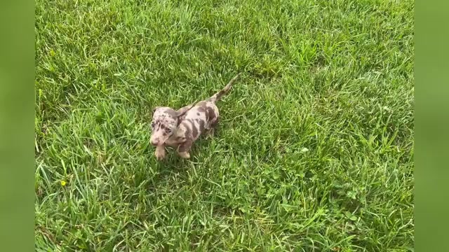 Video preview image #1 Dachshund Puppy For Sale in WARSAW, IN, USA