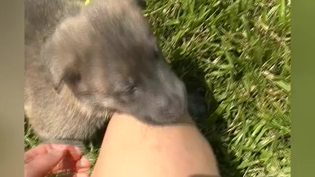 Video preview image #1 German Shepherd Dog Puppy For Sale in PIEDMONT, MO, USA