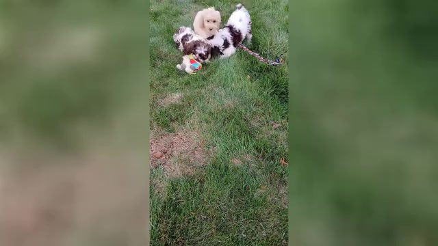 Video preview image #1 Cockapoo (Miniature) Puppy For Sale in WOOSTER, OH, USA