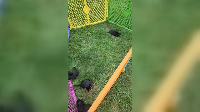 Video preview image #2 Yorkshire Terrier Puppy For Sale in BURLINGTON, KY, USA