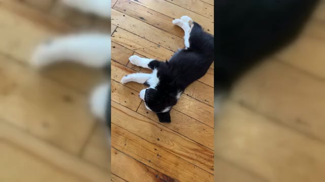 Video preview image #1 Australian Shepherd-Bernedoodle Mix Puppy For Sale in MELROSE, NY, USA