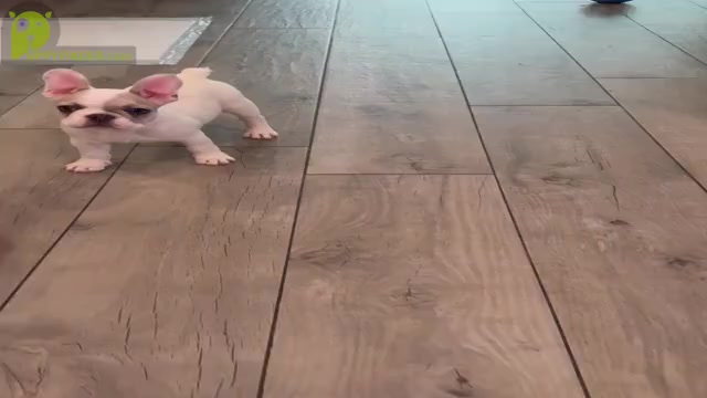 Video preview image #1 French Bulldog Puppy For Sale in FULLERTON, CA, USA
