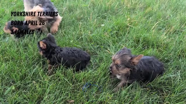 Video preview image #1 Yorkshire Terrier Puppy For Sale in GOSHEN, IN, USA